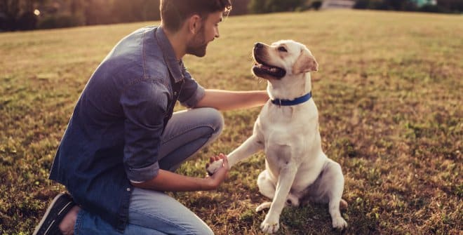 Cuidador perro boda