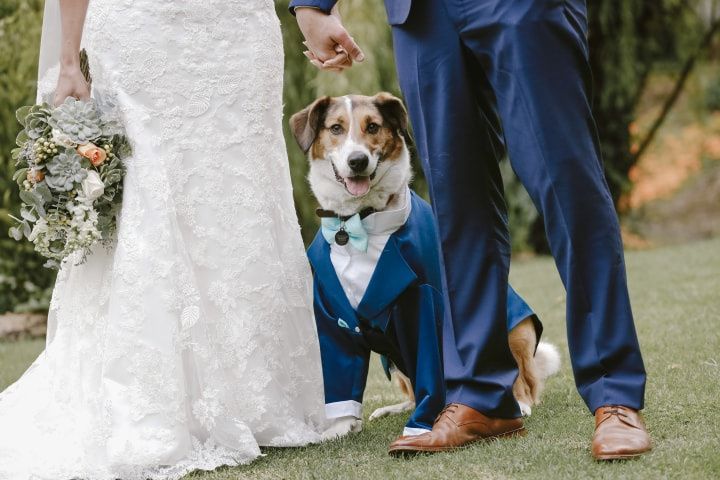 Traje perro boda