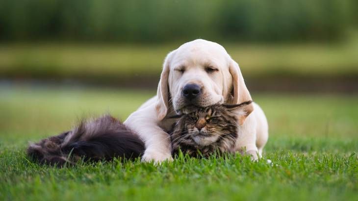 Personalidad mascota